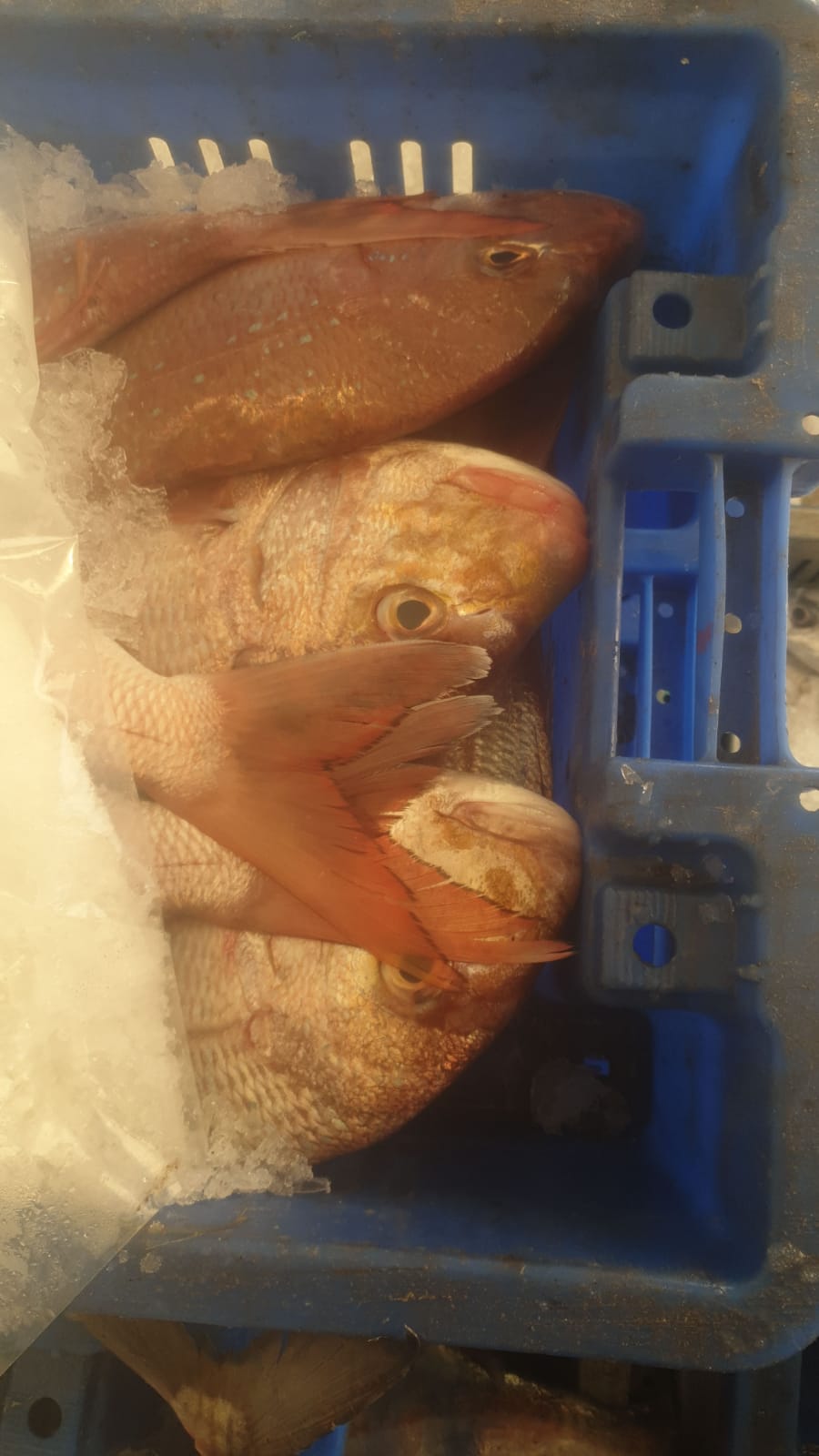 WhatsApp Image 2020-01-30 at 10.31.02 AM.jpeg.jpeg